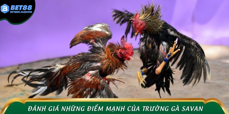 Đánh giá những điểm mạnh của trường gà Savan