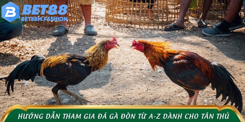 Hướng dẫn tham gia đá gà đòn từ A-Z dành cho tân thủ