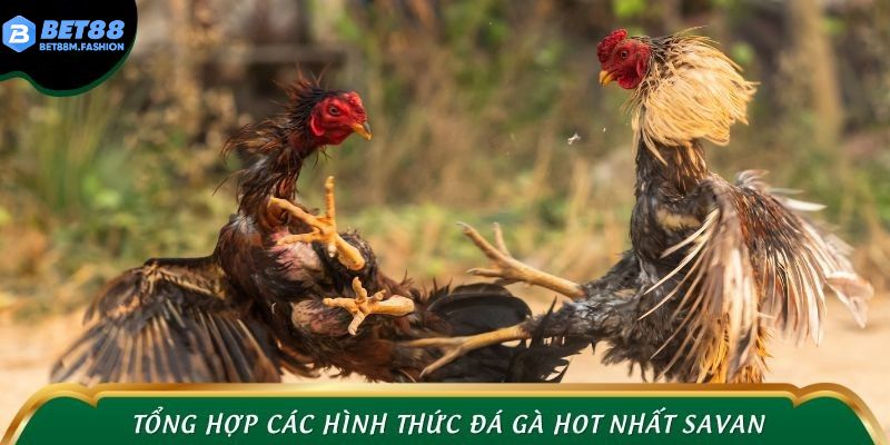 Tổng hợp các hình thức đá gà hot nhất Savan