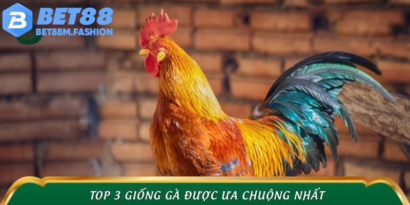 Top 3 giống gà được ưa chuộng nhất tại các trường gà đòn