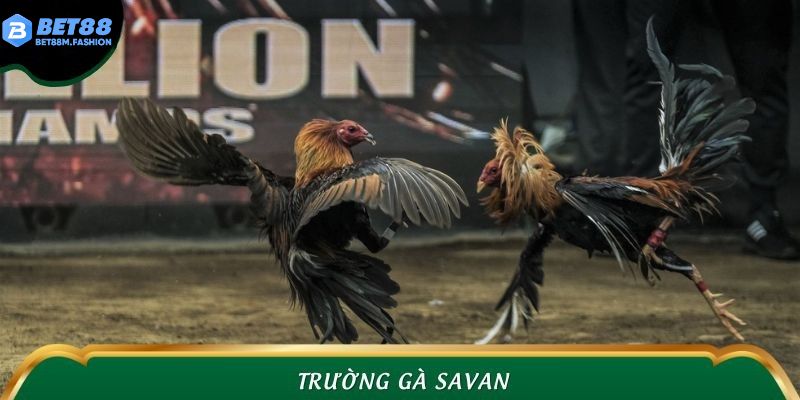 Trường Gà Savan Bet88 – Đấu Trường Đỏ Lửa Cho Dân Chuyên